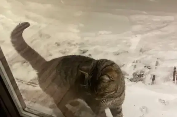 Найдена кошка, Шигалеевское, фото: Кошка найдена в Шигалеевском, Татарстан