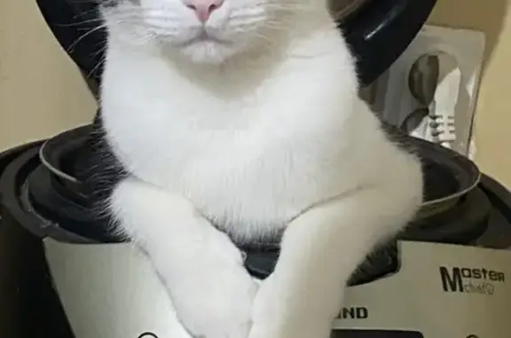 Пропала кошка, ул. 8 Марта, Ярославль