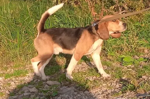 Потерянные животные Ишимбай, фото: Пропала собака в Торгаске, Ишимбай