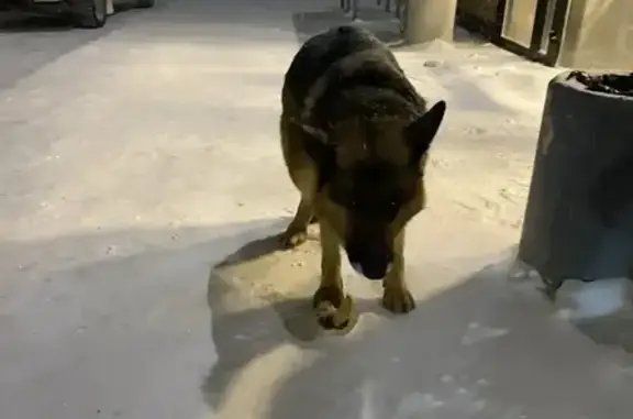 Объявления о пропавших и найденных животных, Балтым, фото: Собака ищет хозяина: ул. Кривоусова, 15