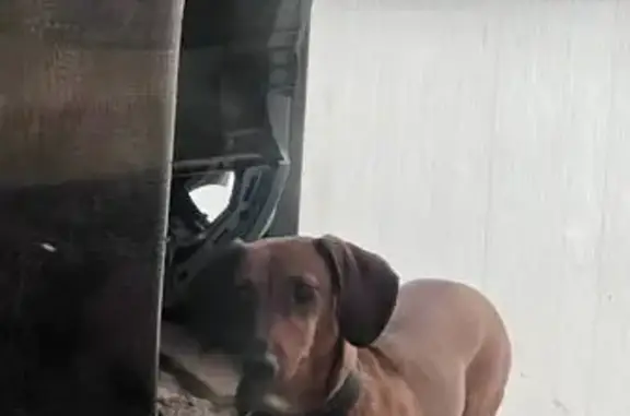 Найдена собака, Йошкар-Ола, фото: Собака найдена на ул. Машиностроителей