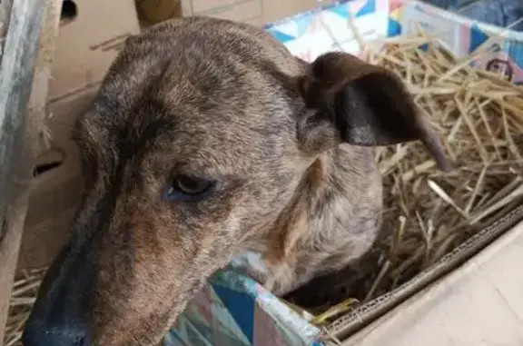 Найдена собака, Михайловское, фото: Найдена собака, ст. Михайловская, ул. Садовая