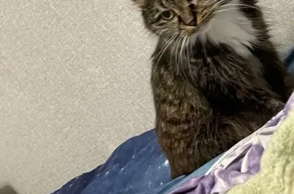 Пропала кошка, Амурский пер., 2, Чигири