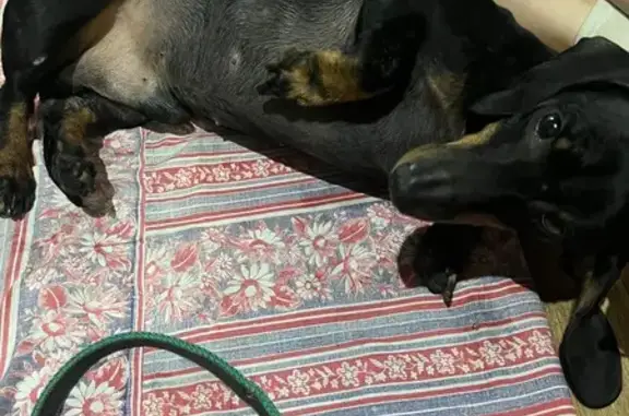 Найдена собака, Пенза, фото: Собака найдена: ул. Клары Цеткин, 37, Пенза