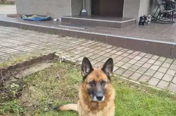 Пропала овчарка в Кезьмино, МО