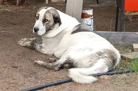 Пропала собака, Талецкое, Бурятия