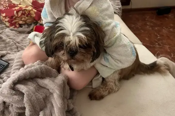 Пропала собака, Ивановская ул., Кострома