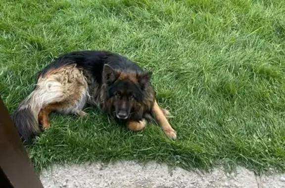 Пропала овчарка Ганс, Дютьково