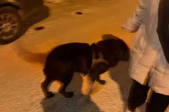 Найдена собака, Владивосток, фото: Найдена чёрная собака, Гризодубовой 71