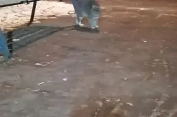 Найдена кошка, Москва, фото: Кошка найдена: Халтуринская ул., 19, Москва