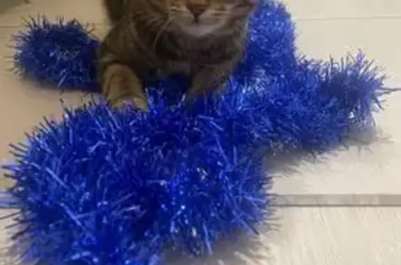 Кошки потеряшки, Балашиха, фото: Потеряшка кошка, Южная линия, МО