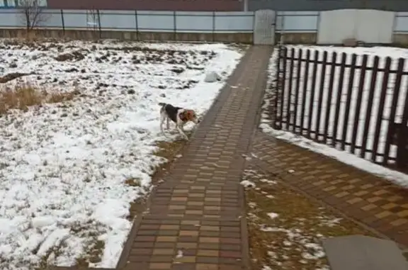 Объявления о пропавших и найденных животных, Дарковичи, фото: Собака найдена: Молодёжная ул., Дарковичи