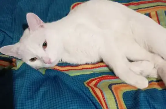 Пропала кошка на Спортивной, 18, Электросталь