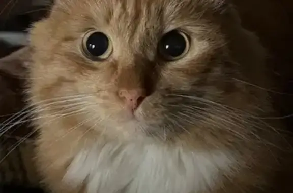 Пропала кошка, Кедровый переулок, 3, Томск