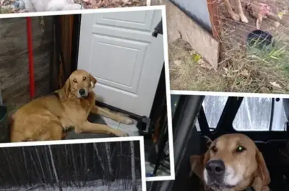 Потерянные животные Екимовское, фото: Пропала собака, Екимовское, Рязань