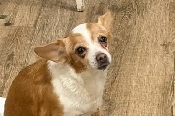 Найдена собака, Липецк, фото: Собака найдена: Шуминского, 6, Липецк