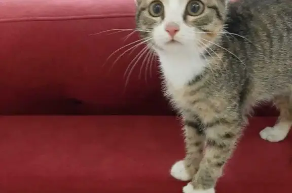 Объявления о пропавших и найденных животных, Кайдаловка, фото: Кошка найдена у остановки 