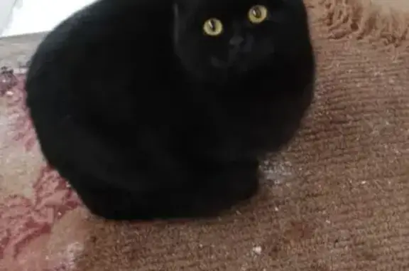 Объявления о пропавших и найденных животных, Завьяловский район, фото: Кошки найдены в Удмуртии