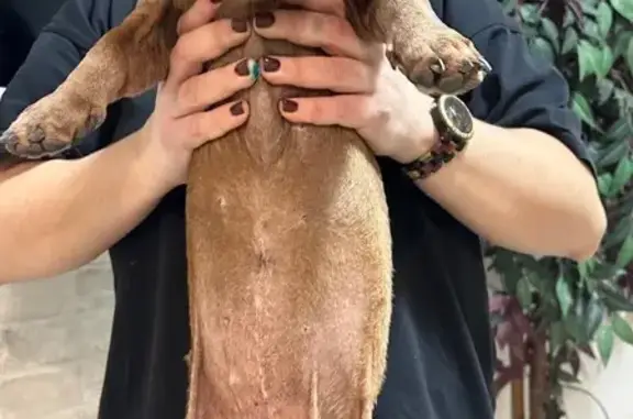 Найдена собака, Ростов-на-Дону, фото: Такса найдена: Капитанская ул, 5, Ростов-на-Дону