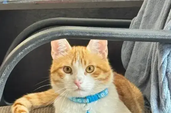 Пропала кошка, ул. Космонавтов, 56