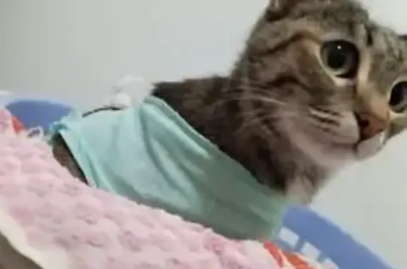 Пропала кошка, Черная Гвардейская, Уфа