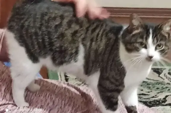 Объявления о пропавших и найденных животных, Бор, фото: Пропала кошка, ул. Махалова, 25, Бор