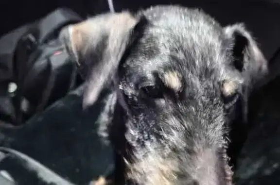 Найденные животные Казань, фото: Найдена собака: ул. Адоратского, 3, Казань