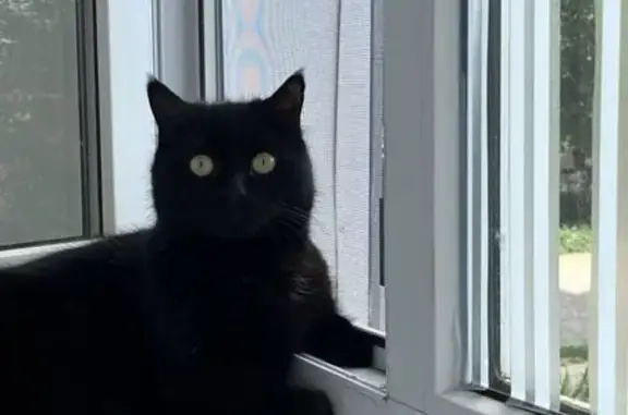 Пропала чёрная кошка, Халтурина 17, Сальск