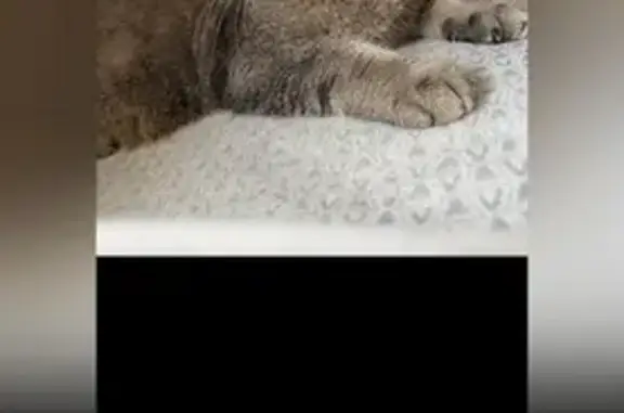 Пропала кошка, Носовихинское ш. 33