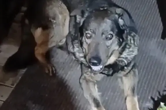 Объявления о пропавших и найденных животных, Томск, фото: Пропала собака, Томск, пос. Росинка