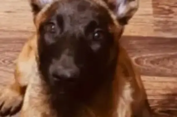 Пропала собака, Химки, Морщихинское поле