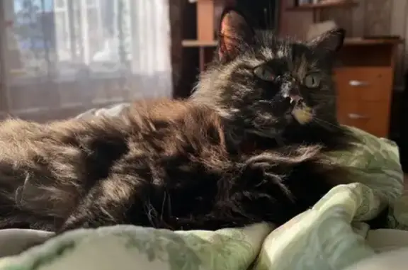 Пропала кошка, Казанская ул., 14А, Муром