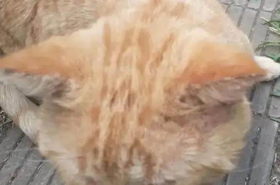 Пропала кошка, ЖД район, Ростов-на-Дону