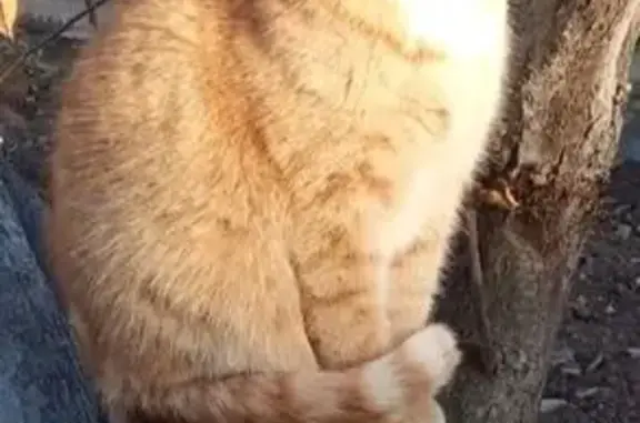 Кошки потеряшки, Ижевск, фото: Потеряшка рыжий кот, Пушкинская 250, Ижевск