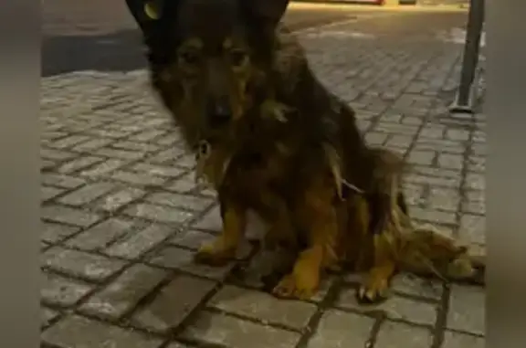 Найдена собака, Тула, фото: Собака найдена в Туле, 7.