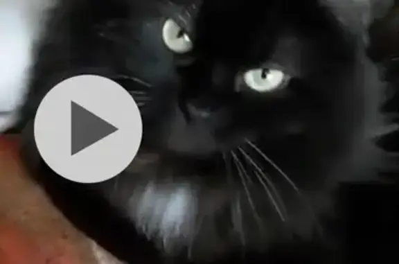 Пропала кошка, район Ключ жизни, Липецк