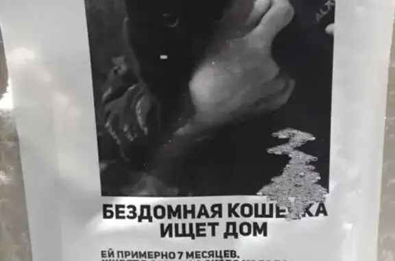 Найдена кошка, Екатеринбург, фото: Кошка найдена, ул. Мира 47, Екатеринбург