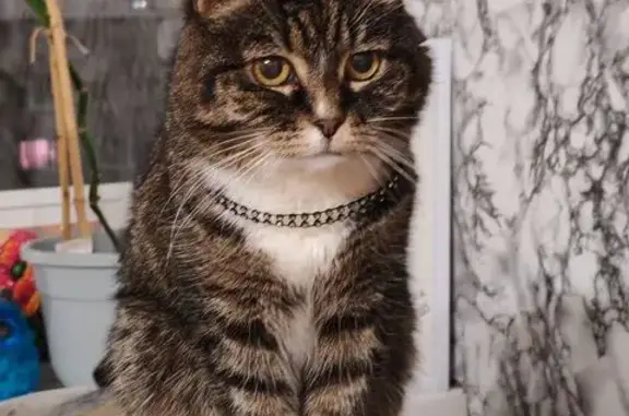 Найденные животные Архангельск, фото: Кошка найдена на Воскресенской 101к1