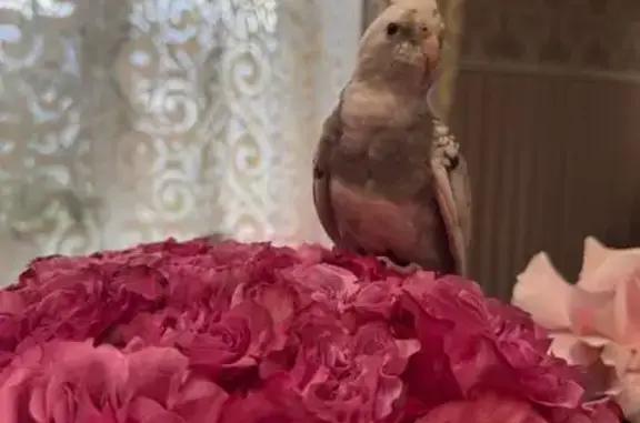 Пропал попугай корелла, ул. Дружбы, Калининград