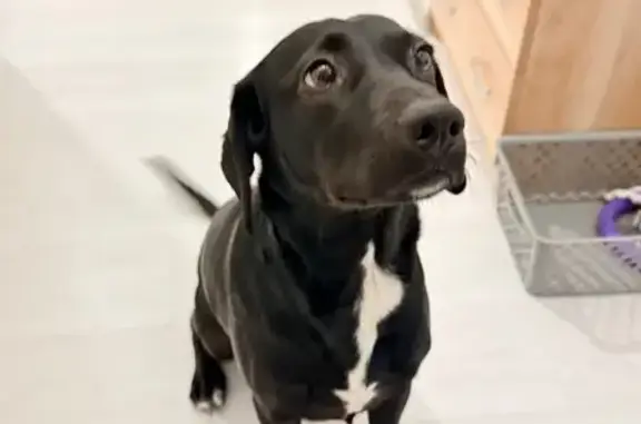 Найдена собака, Ульяновск, фото: Собака найдена: ул. А. Невского, 2Ж к4