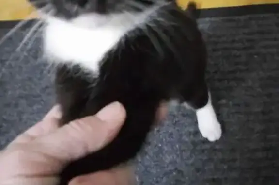 Объявления о пропавших и найденных животных, Рубцовск, фото: Котенок найден на Комсомольской 55, Рубцовск