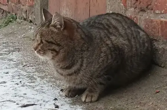 Найдена кошка, Тула, фото: Кошка найдена: Октябрьская ул., 1Б, Тула