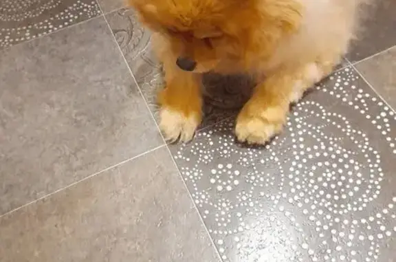 Найдена собака, Волгоград, фото: Собака найдена: ул. Клименко, 9, Волгоград