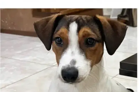 Пропала собака Джек Рассел, Пермь