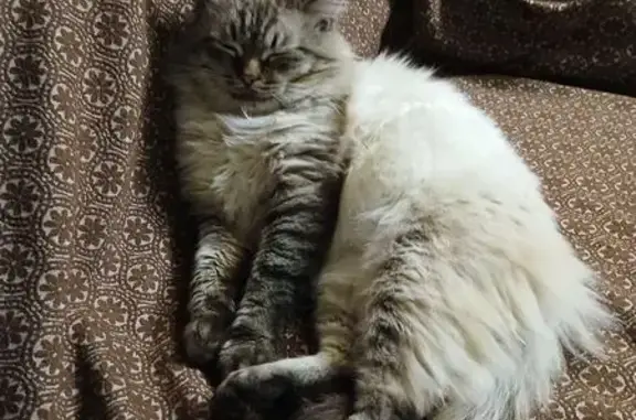 Пропала пушистая кошка, 5-я Донская, 10