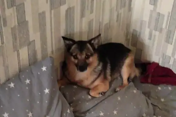 Пропала собака, Союзная ул. 63, Курск