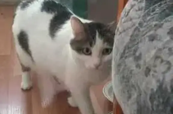 Пропала кошка, 1-й Овсяной пр., 8, Саратов