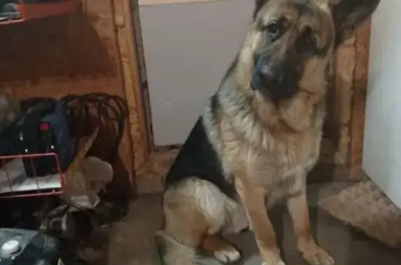 Пропал чепраговый Зевс, Мичурина 16, Ор.