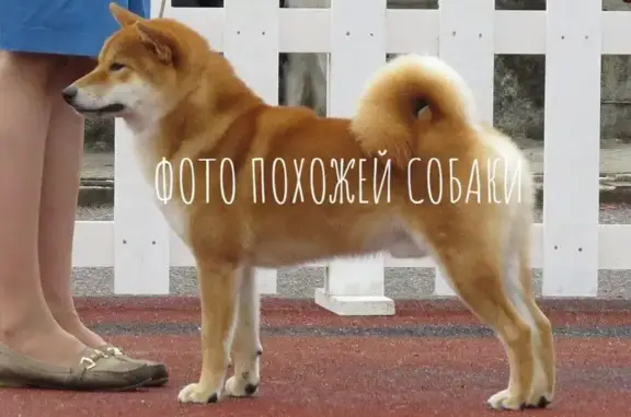 Пропала собака в Новосаратовке!