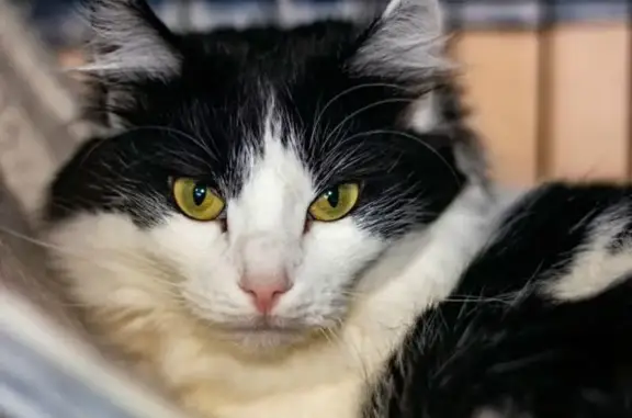 Пропала кошка, Тверь, ул. 15 лет Октября